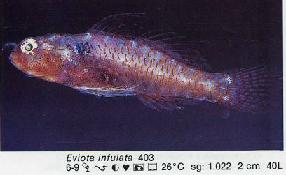 Eviota infulata